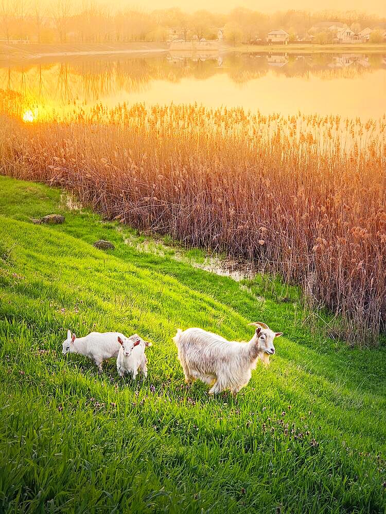 A goat with two little white kids grazing grass on the fresh green pasture. Idyllic spring sunset light over the lake and the golden reed