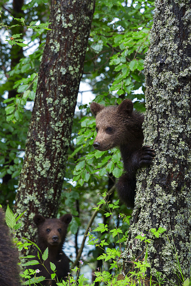 European brown bear (Ursus arctos arctos), young, young, Transylvania, Carpathians, Romania, Europe