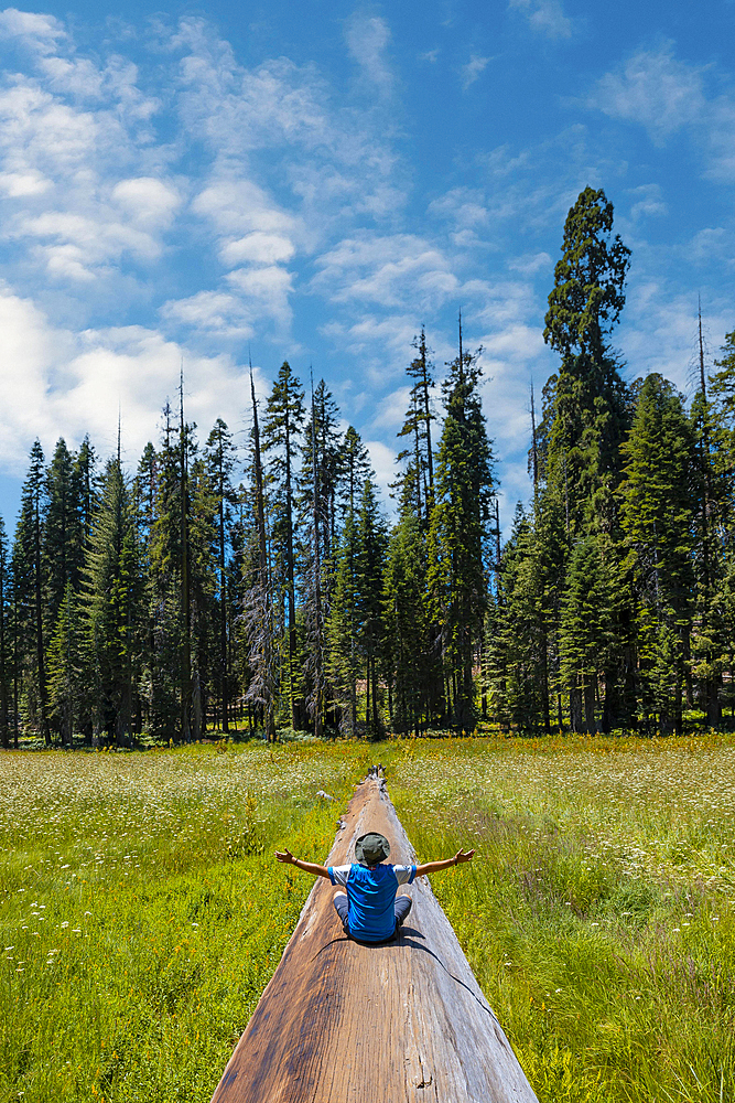 A young man sitting in a fallen tree where you can see A green field with many sequoias in the background in Sequoia National Park, California. United States