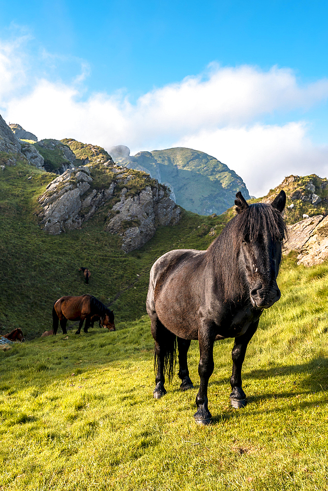 A family of horses at the top of Penas de Aya or also called Aiako Harria at dawn, Oiartzun. Gipuzkoa province of the Basque Country, vertical photo