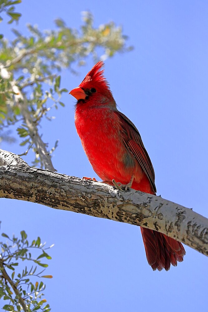 Northern cardinal (Cardinalis cardinalis), adult, male, on tree, alert, Sonoran Desert, Arizona, North America, USA, North America