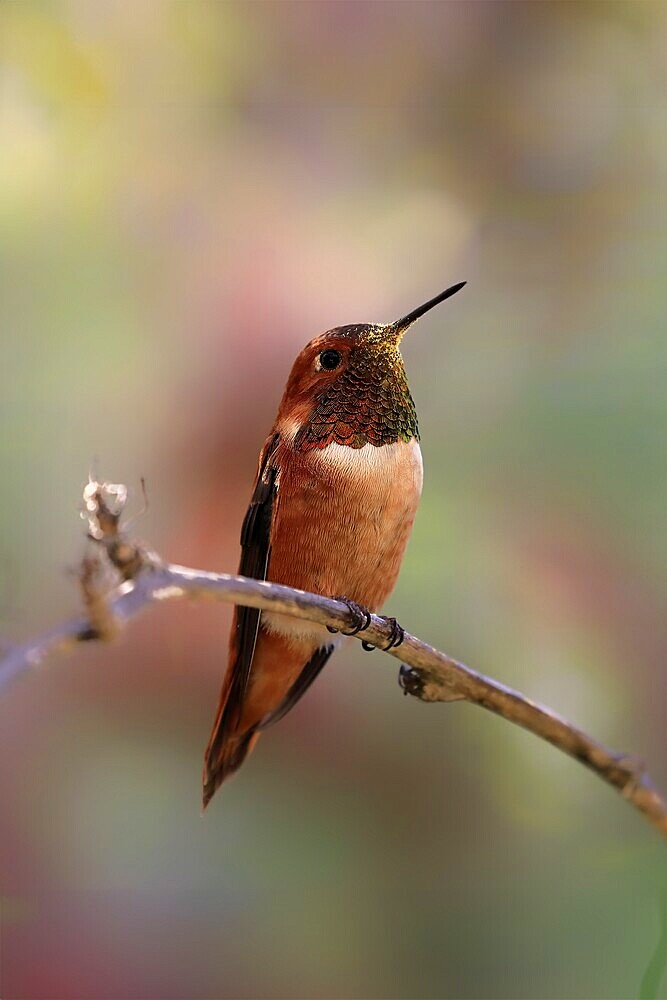 Rufous hummingbird (Selasphorus rufus), adult, male, perch, Sonoran Desert, Arizona, North America, USA, North America