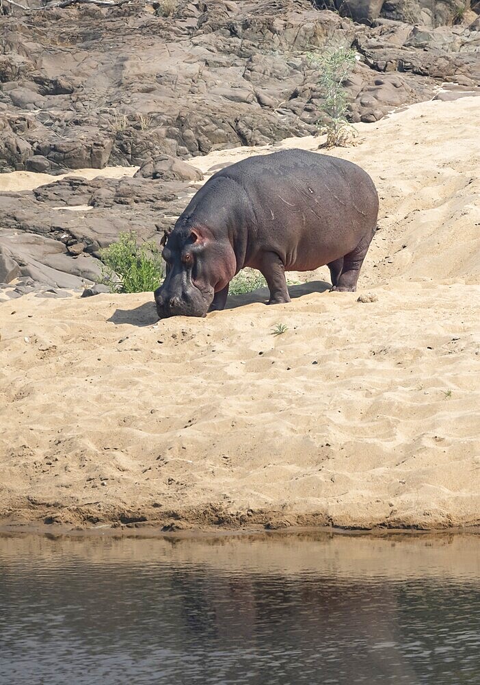 Hippopotamus (Hippopatamus amphibius) on the sandy bank of a river, adult, Kruger National Park, South Africa, Africa