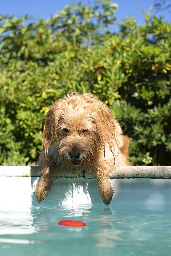 Mini Goldendoodle at the pool in summer heat, cross between Golden Retriever and Poodle, France, Europe