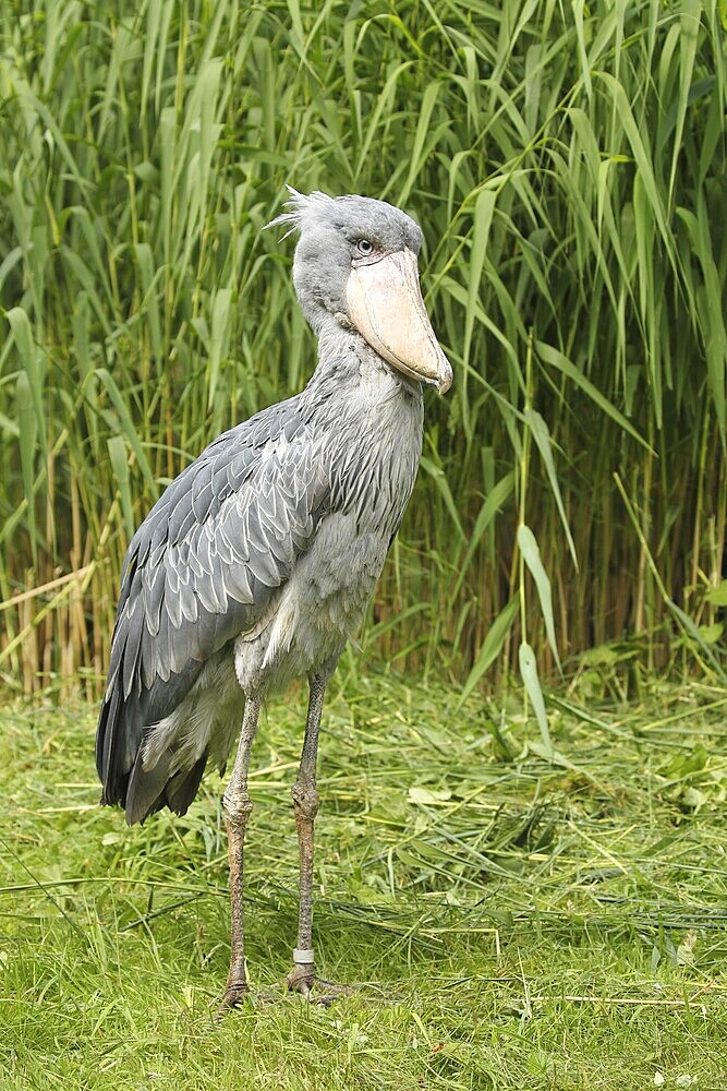 Shoebill (Balaeniceps rex) Vogelpark Walsrode, Lower Saxony, Germany, Europe