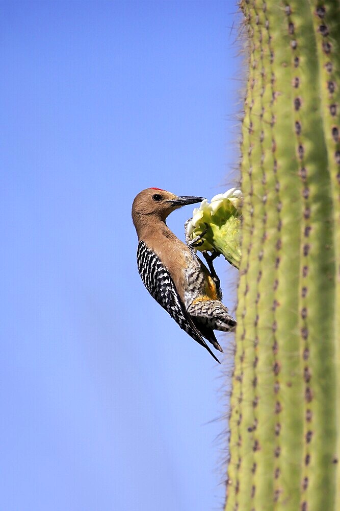 Gila woodpecker (Melanerpes uropygialis), adult, male, on Saguaro cactus flower, foraging, Sonoran Desert, Arizona, North America, USA, North America