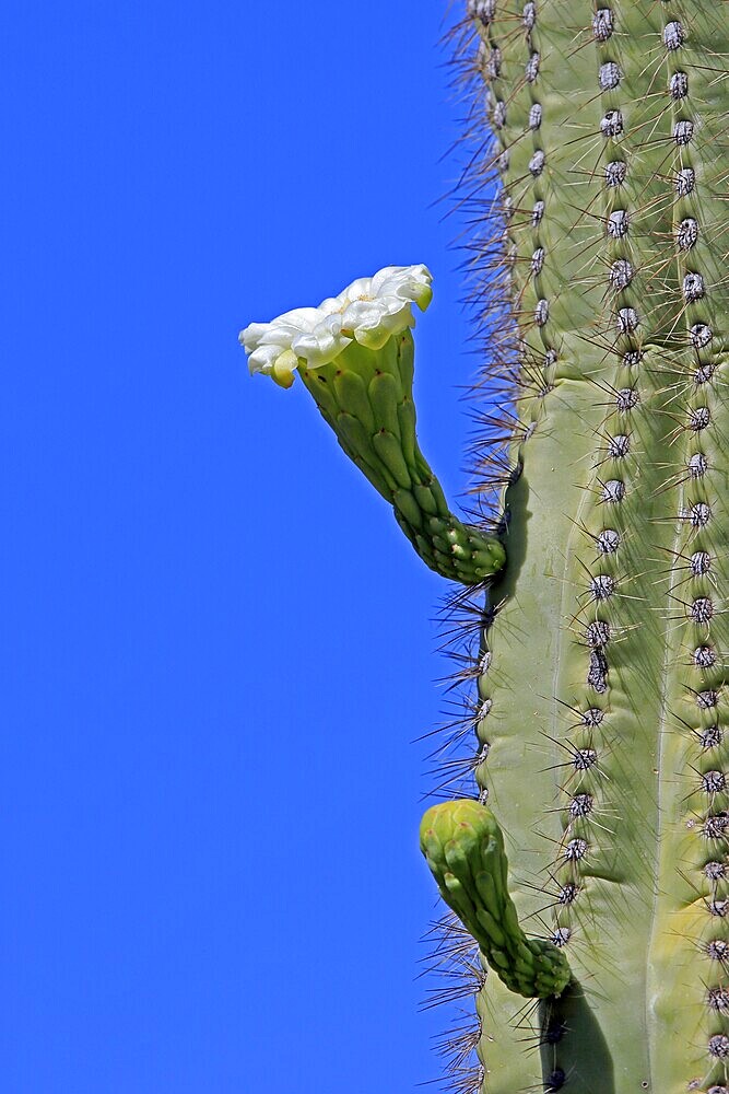 Saguaro (Carnegiea gigantea), blooming, flower, Sonora Desert, Arizona, North America, USA, North America