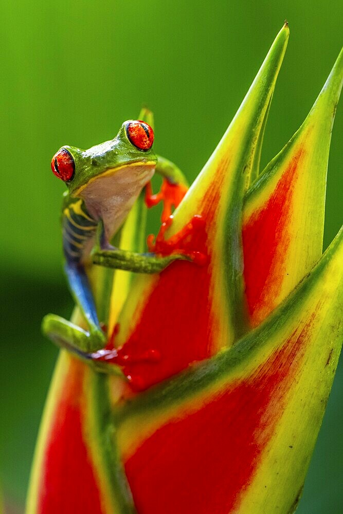 Red-eyed tree frog (Agalychnis callidryas), sitting on the blossom of a false bird-of-paradise (Heliconia), Heredia province, Costa Rica, Central America