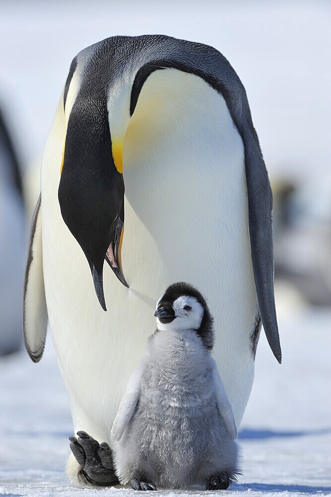 Emperor penguins, Aptenodytes forsteri, Adult Protecting her Chick on her Feet, Snow Hill Island, Antartic Peninsula, Antarctica