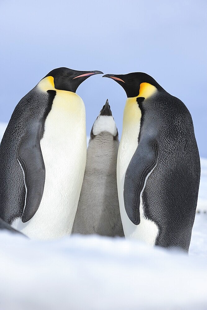 Emperor penguins (Aptenodytes forsteri), Pair with Chick, Snow Hill Island, Antartic Peninsula, Antarctica