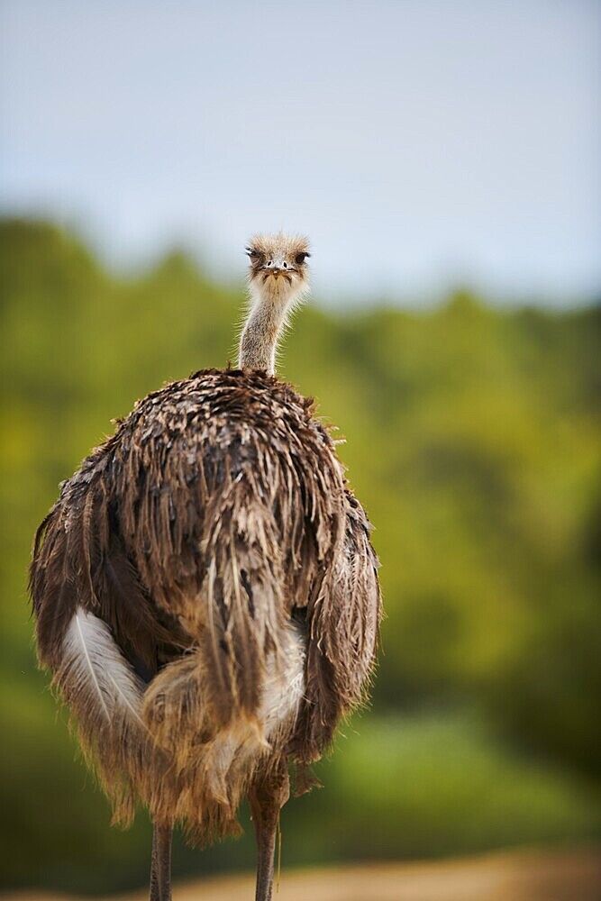 Common ostrich (Struthio camelus) female in the dessert, captive, distribution Africa