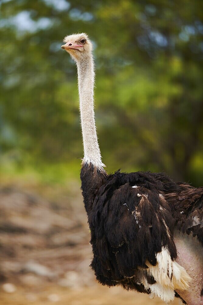 Common ostrich (Struthio camelus) male in the dessert, captive, distribution Africa