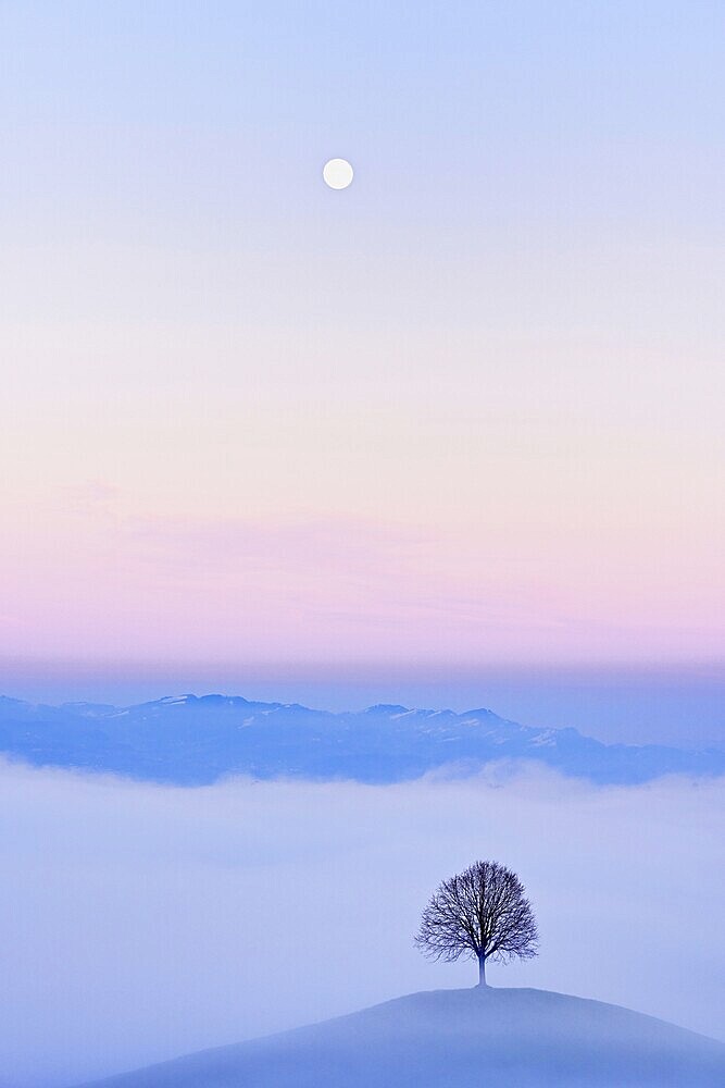 Linden tree (Tilia), in drumlin landscape in the fog, in the light of the blue hour and full moon, Hirzel, Canton Zurich, Switzerland, Europe