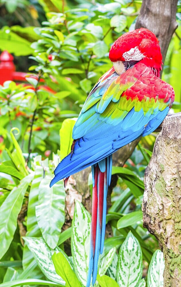 Brightly colored parrot in a zoo of Singapore