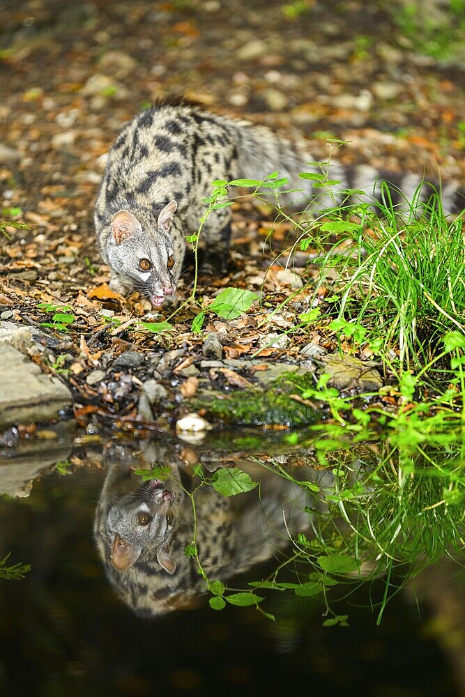 Common genet (Genetta genetta) at the shore of a lake, wildlife in a forest, Montseny National Park, Catalonia, Spain, Europe