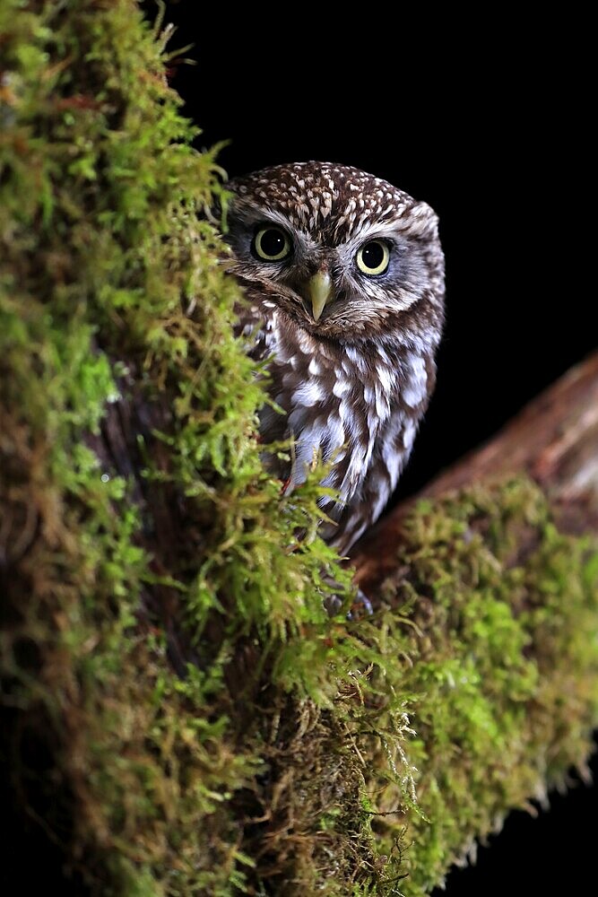 Little owl (Athene noctua), (Tyto alba), adult, on tree trunk, at night, vigilant, Lowick, Northumberland, England, Great Britain