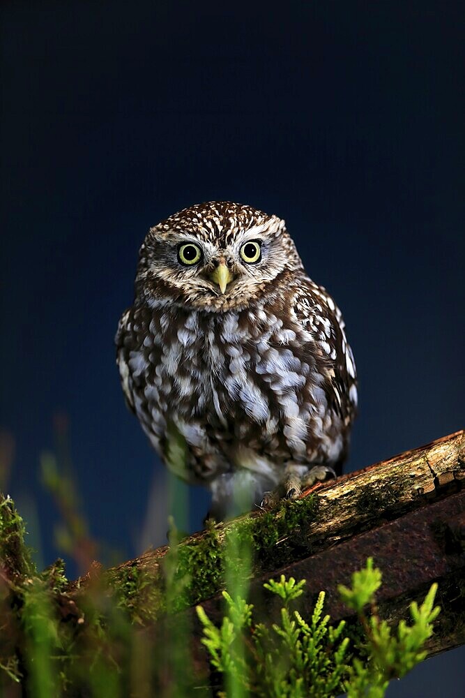 Little owl (Athene noctua), (Tyto alba), adult, on tree trunk, alert, Lowick, Northumberland, England, Great Britain