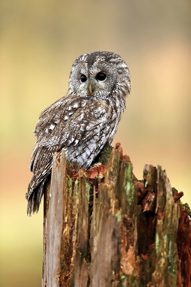 Tawny Owl (Strix aluco), adult, autumn, on tree, vigilant, Šumava, Czech Republic, Europe