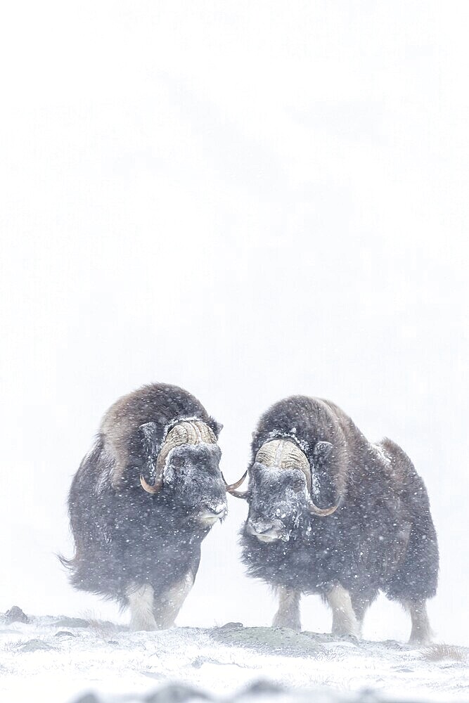 Muskox (Ovibos moschatus), Dovrefjell Sunndalsfjella National Park, Norway, Europe