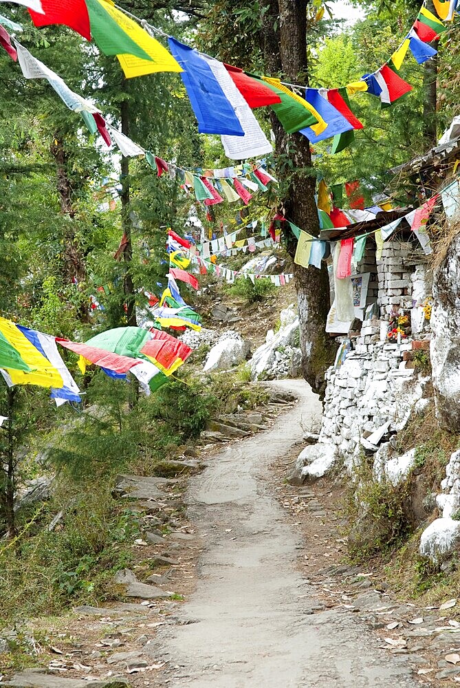 Colorful Tibetan Buddhist prayer flags hanging in rows, Dharamsala, India, Asia