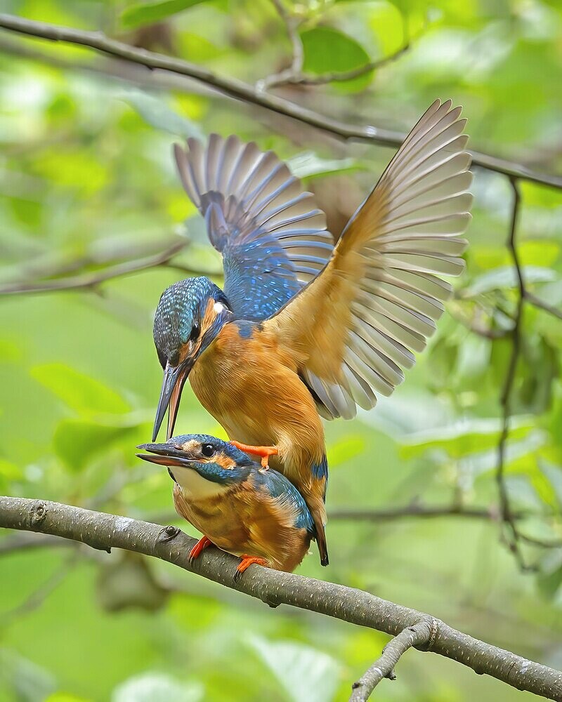Kingfisher (Alcedo atthis) Indicator of clean watercourses, male and female at sunrise, perched on branch, courtship, mating, pair formation, habitat, Flying Gem, Middle Elbe River Landscape, Middle Elbe Biosphere Reserve, Saxony-Anhalt, Germany, Europe