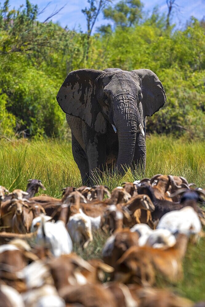 Conflict between livestock and wildlife, herd of goats and desert elephants in the riverbed of the Ugab River, Brandberg, Namibia