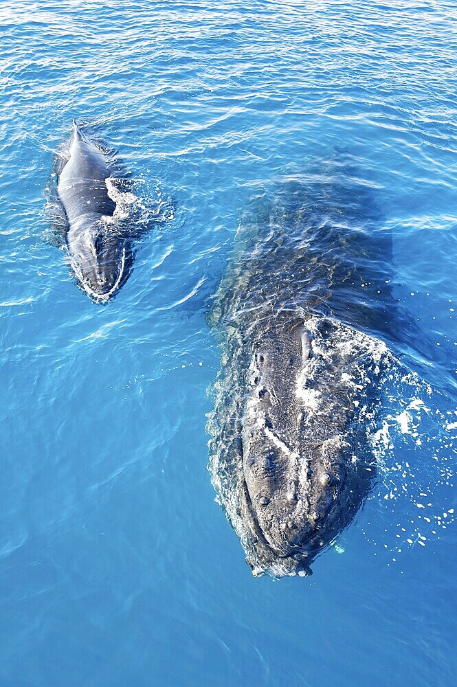 A Humpback Whales family surfacing, Hervey Bay, Queensland, Australia