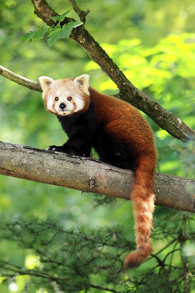 Western Red panda (Ailurus fulgens), adult, on tree, Himalayas, Central Asia