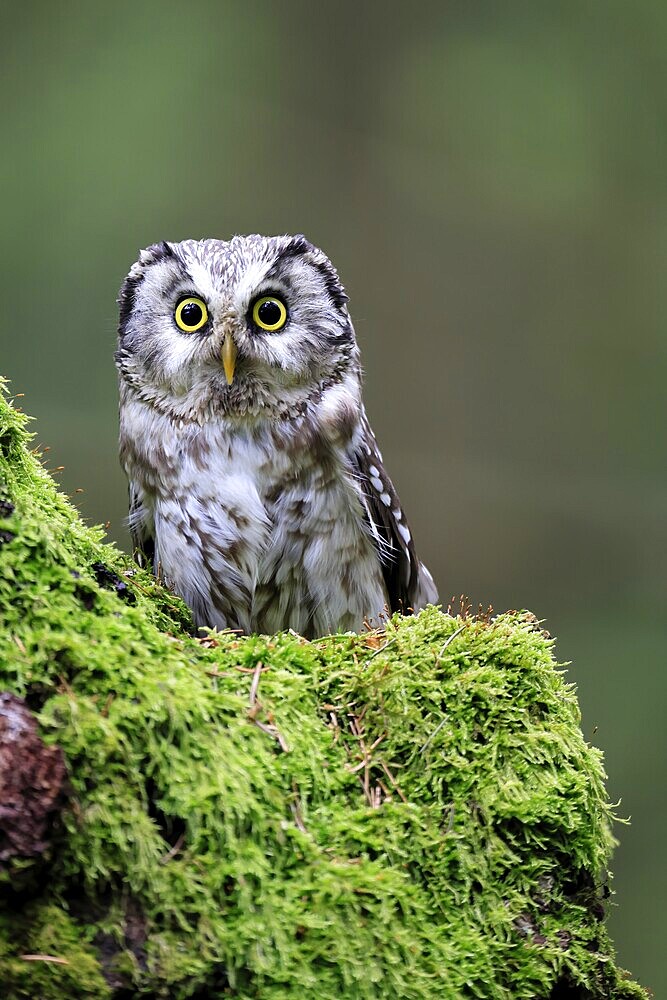 Great Horned Owl (Aegolius funereus), Great Horned Owl, adult, on tree, moss, alert, in spring, Šumava, Czech Republic