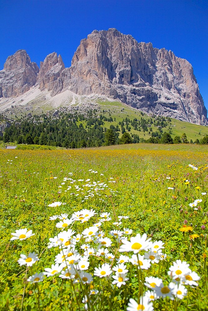 Sassolungo Group and daisies, Sella Pass, Trento and Bolzano Provinces, Italian Dolomites, Italy, Europe