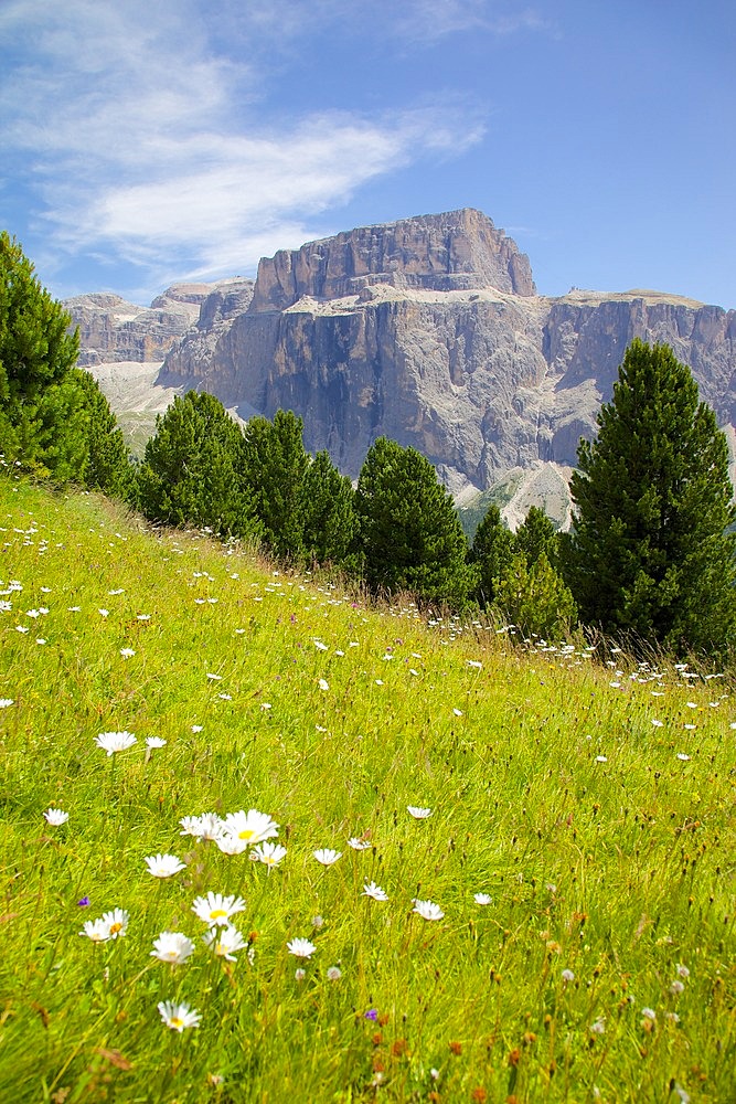Sella Pass and daisies, Trento and Bolzano Provinces, Italian Dolomites, Italy, Europe