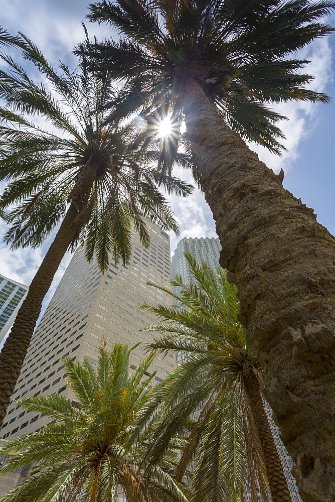 Skyscraper buildings surround Bayfront Park in Downtown Miami, Miami, Florida, United States of America, North America