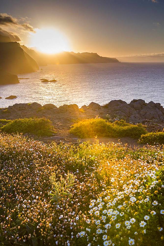 Rocky coast at the Ponta da Sao Lourenco and spring flowers at sunset, Eastern tip of the island, Madeira, Portugal, Atlantic, Europe