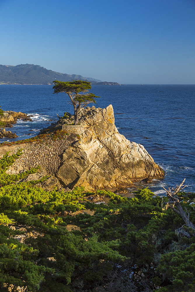 View of Carmel Bay and Lone Cypress at Pebble Beach, 17 Mile Drive, Peninsula, Monterey, California, United States of America, North America