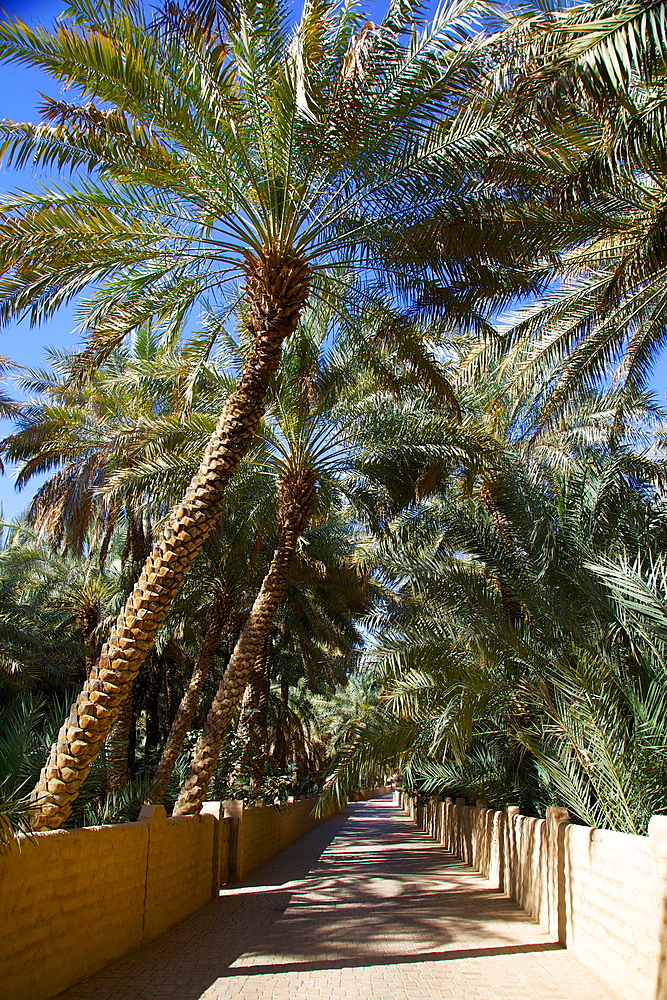 Oasis, Al Ain, Abu Dhabi, United Arab Emirates, Middle East
