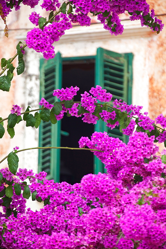 Shuttered window and blossom, Cavtat, Dubrovnik Riviera, Dalmatian Coast, Dalmatia, Croatia, Europe
