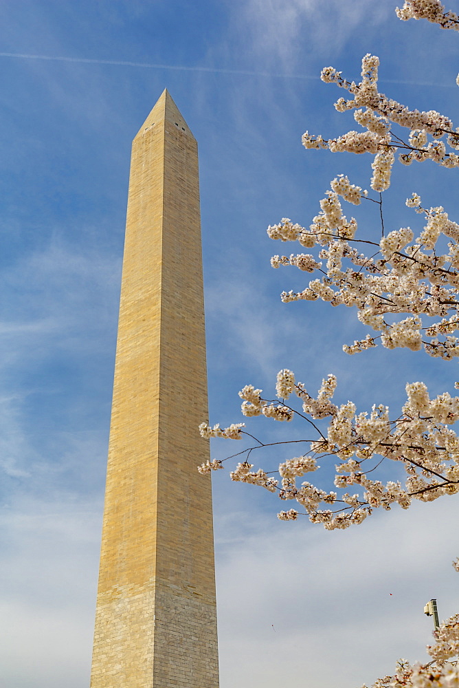 View of Washington Monument and spring blossom, Washington D.C., United States of America, North America