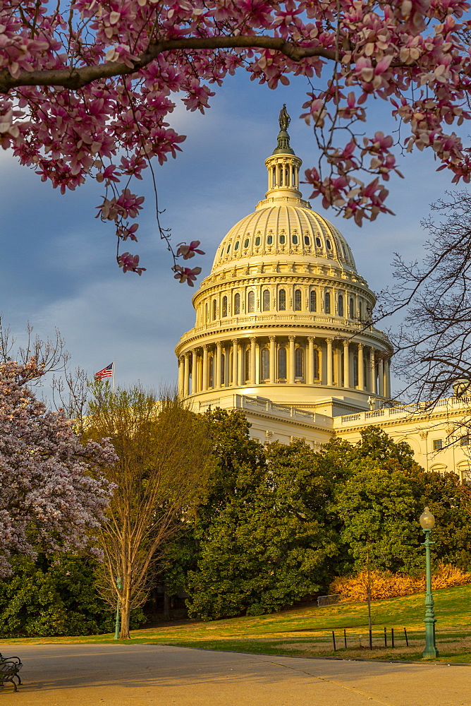 View of the Capitol Building and spring blossom, Washington D.C., United States of America, North America