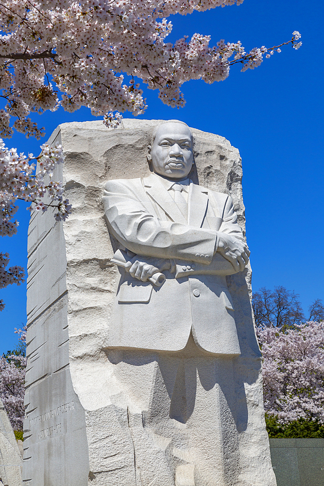 View of the Martin Luther King Jr. Memorial and cherry blossom trees in spring, Washington D.C., United States of America, North America
