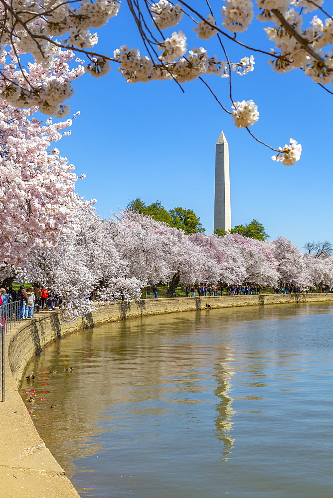 View of the Washington Monument and cherry blossom trees in spring, Washington D.C., United States of America, North America