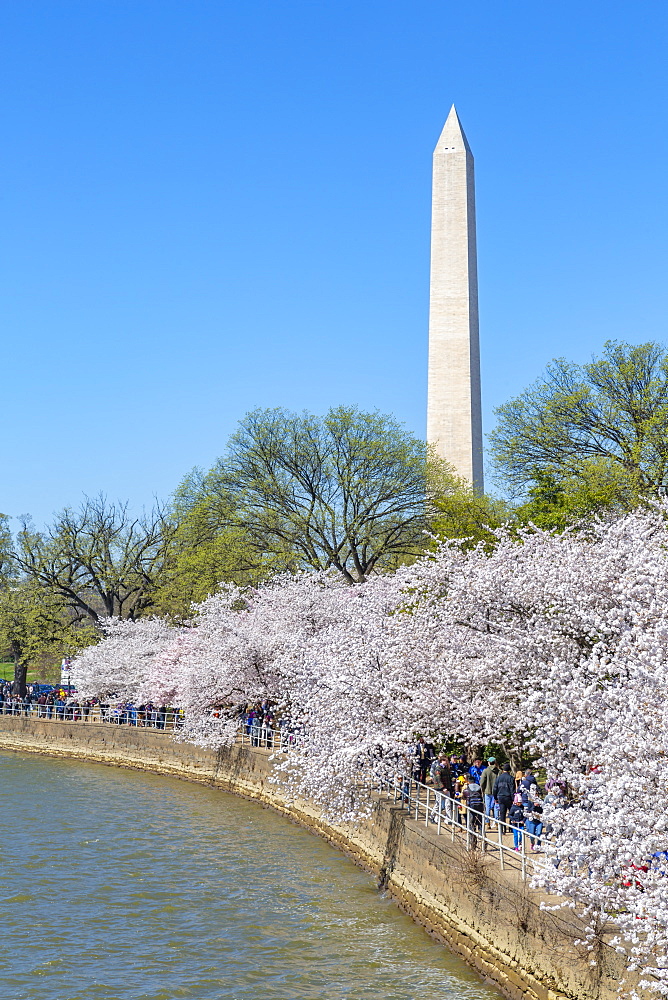 View of the Washington Monument and cherry blossom trees, Washington D.C., United States of America, North America