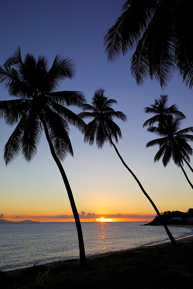 Palm trees and beach at sunset, Morris Bay, St. Mary, Antigua, Leeward Islands, West Indies, Caribbean, Central America 