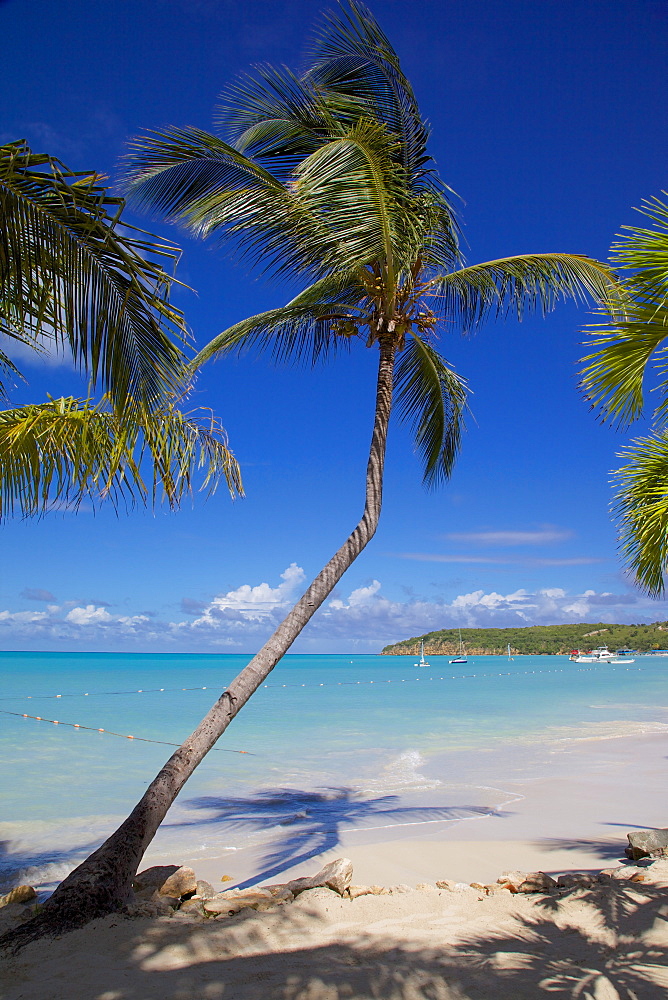 Beach and palm trees, Dickenson Bay, St. Georges, Antigua, Leeward Islands, West Indies, Caribbean, Central America 