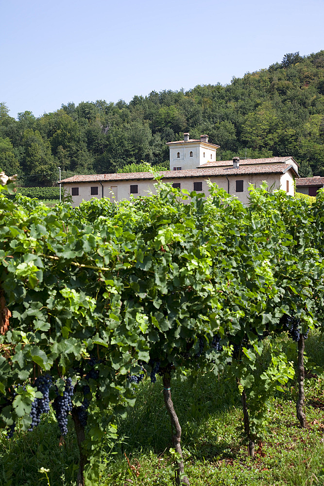 Vineyard near Parma, Emilia Romagna, Italy, Europe