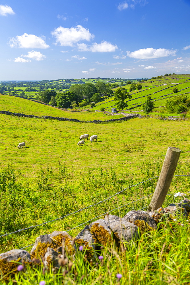 View of dry stone walls and countryside near Brassington, Derbyshire Dales, Derbyshire, England, United Kingdom, Europe