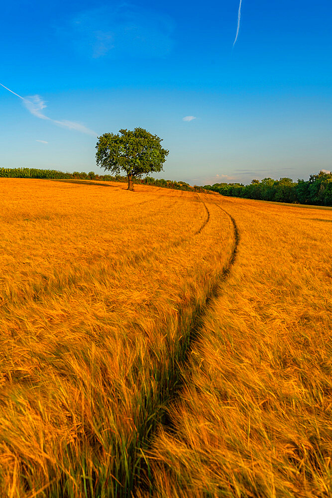 Field of golden barley and single tree, Glapwell, Chesterfield, Derbyshire, England, United Kingdom, Europe