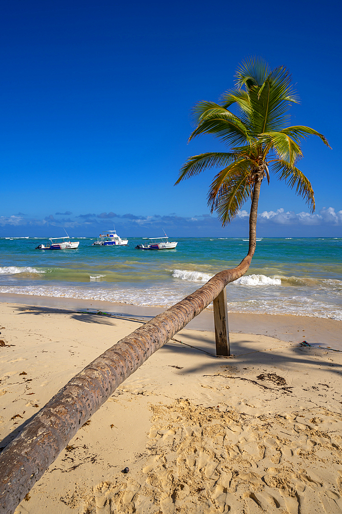 View of sea, beach and palm tree on a sunny day, Bavaro Beach, Punta Cana, Dominican Republic, West Indies, Caribbean, Central America