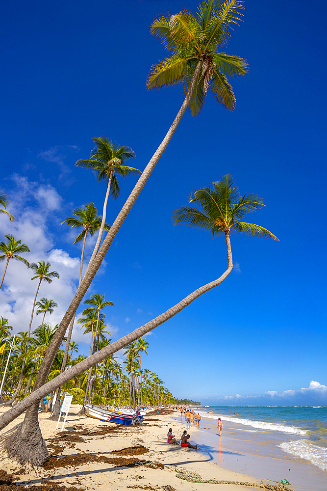 View of sea, beach and palm trees on a sunny day, Bavaro Beach, Punta Cana, Dominican Republic, West Indies, Caribbean, Central America