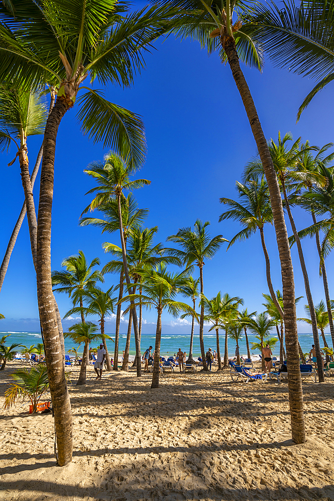 View of sea, beach and palm trees on a sunny day, Bavaro Beach, Punta Cana, Dominican Republic, West Indies, Caribbean, Central America