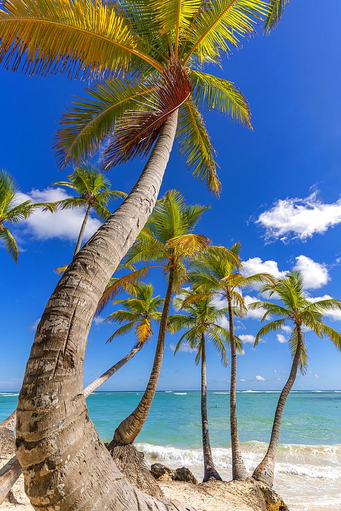 View of palm trees and sea at Bavaro Beach, Punta Cana, Dominican Republic, West Indies, Caribbean, Central America